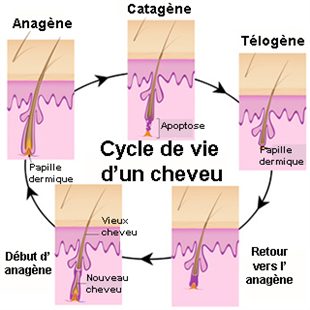 Duree de vie d un cheveu